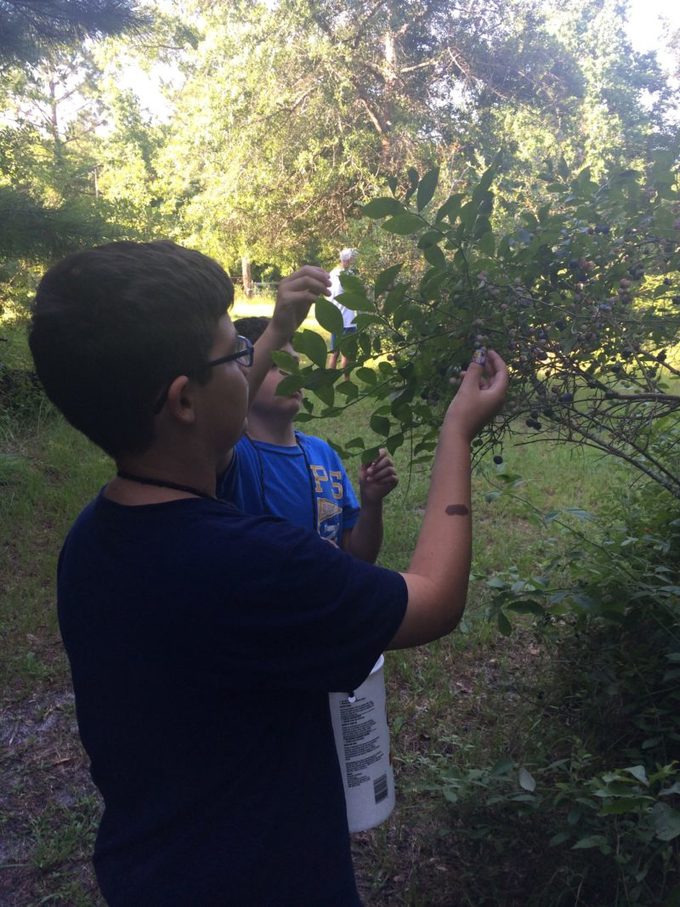 boys picking blueberries