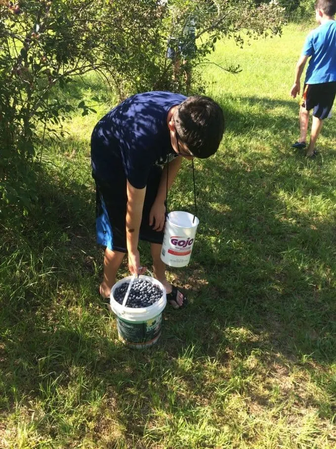 boys with buckets of fresh blueberries