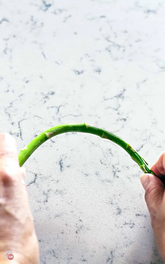 Person snapping asparagus spear to find the right place to trim them.